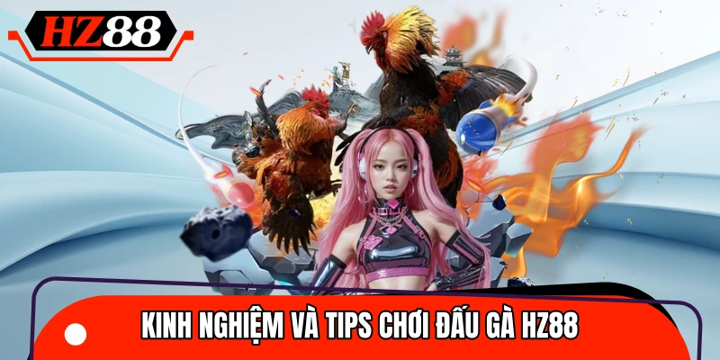 Chia sẻ mẹo cược chọi kê tăng cơ hội thắng lớn